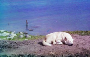 Um cão descansa à beira do Lago Lindozero, 1910.